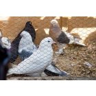 CSIBEHÁLÓ HORGANYZOTT 50CM